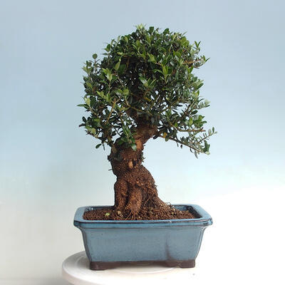Kryte bonsai - Olea europaea sylvestris - Europejska oliwa z małych liści - 3