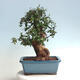 Kryte bonsai - Olea europaea sylvestris - Europejska oliwa z małych liści - 3/6