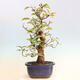 Outdoor bonsai - Pseudocydonia sinensis - Pigwa chińska - 3/6