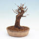 Outdoor bonsai - Buergerianum Maple - Burger Maple - 3/5
