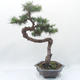 Outdoor bonsai -Larix decidua - modrzew - 3/6