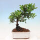 Outdoor bonsai - Malus sargentii - Drobnoowocowa jabłoń - 3/6