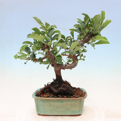 Outdoor bonsai - Malus sargentii - Drobnoowocowa jabłoń - 3