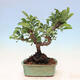 Outdoor bonsai - Malus sargentii - Drobnoowocowa jabłoń - 3/6