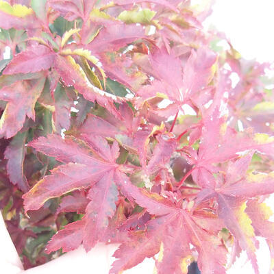 Bonsai na zewnątrz - Acer palmatum Shishigashira - 3