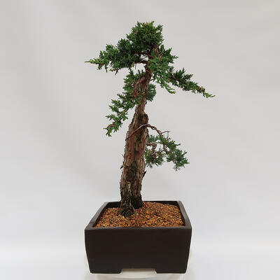 Outdoor bonsai - Juniperus chinensis Kishu - chiński jałowiec - 3