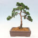 Outdoor bonsai - Juniperus chinensis Kishu - chiński jałowiec - 3/4