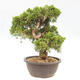 Outdoor bonsai - Juniperus chinensis Itoigawa-jałowiec chiński - 3/5