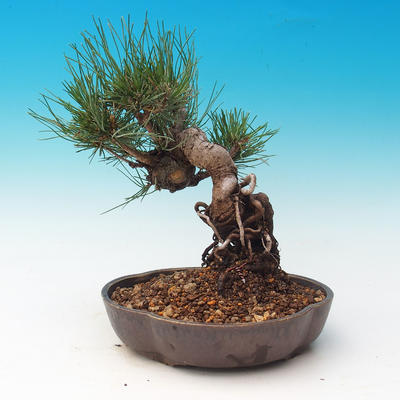Outdoor bonsai-Pinus thunbergii - Thunberg Pine - 3