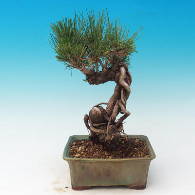 Outdoor bonsai-Pinus thunbergii - Thunberg Pine - 3