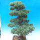 Outdoor bonsai - Pinus parviflora - Mała sosna - 3/5