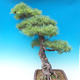 Outdoor bonsai - Pinus parviflora - Mała sosna - 3/4