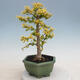 Kryty bonsai -Ligustrum Aurea - dziób ptaka - 3/6