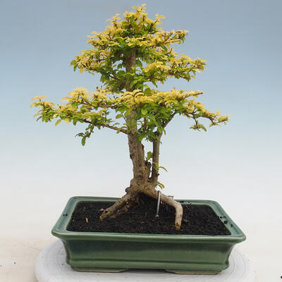 Kryty bonsai -Ligustrum Aurea - dziób ptaka - 3