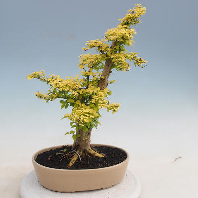 Kryty bonsai -Ligustrum Aurea - dziób ptaka - 3