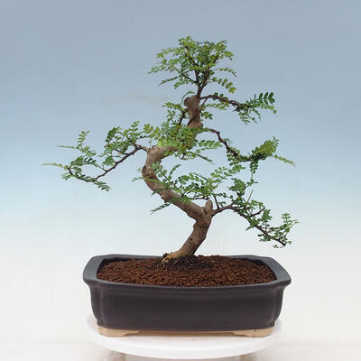 Kryty bonsai - Zantoxylum piperitum - drzewo pieprzowe - 3