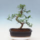 Kryty bonsai - Zantoxylum piperitum - drzewo pieprzowe - 3/7