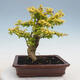 Kryty bonsai -Ligustrum Aurea - dziób ptaka - 3/6