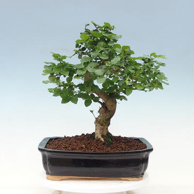Kryty bonsai - Ligustrum chinensis - Dziób ptaka - 3