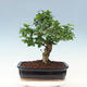 Kryty bonsai - Ligustrum chinensis - Dziób ptaka - 3/6