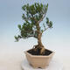 Kryty bonsai - Buxus harlandii - Bukszpan korkowy - 3/6
