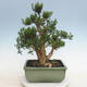 Kryty bonsai - Buxus harlandii - Bukszpan korkowy - 3/6