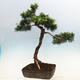 Outdoor bonsai -Larix decidua - Modrzew liściasty - 3/6
