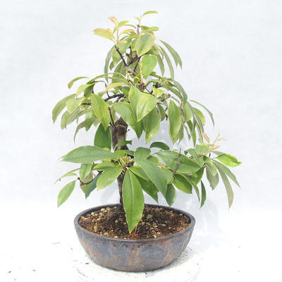 Outdoor bonsai - Pseudocydonia sinensis - Pigwa chińska - 3