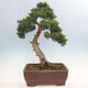 Outdoor bonsai - Juniperus chinensis Kishu-Chinese Juniper - 3/5