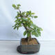 Bonsai ogrodowe - Grab - Carpinus betulus - 3/5