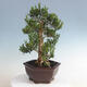 Kryty bonsai - Buxus harlandii - Bukszpan korkowy - 3/5