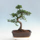 bonsai Room - Ulmus parvifolia - Malolistý wiąz - 3/6