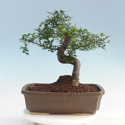 bonsai Room - Ulmus parvifolia - Malolistý wiąz - 3