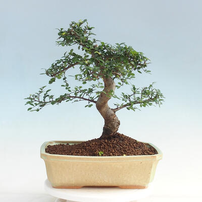 bonsai Room - Ulmus parvifolia - Malolistý wiąz - 3