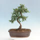 bonsai Room - Ulmus parvifolia - Malolistý wiąz - 3/6
