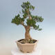 Kryty bonsai - Buxus harlandii - Bukszpan korkowy - 3/7