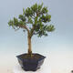 Kryty bonsai - Buxus harlandii - Bukszpan korkowy - 3/7