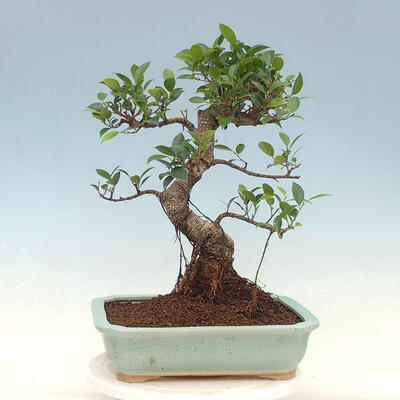 Kryty bonsai - Ficus kimmen - fikus drobnolistny - 3