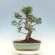 Kryty bonsai - Ficus kimmen - fikus drobnolistny - 3/4