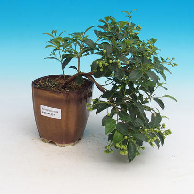 Pokój Bonsai - australijska wiśnia - Eugenia uniflora - 3