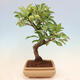 Outdoor bonsai -Malus Halliana - owocach jabłoni - 3/6