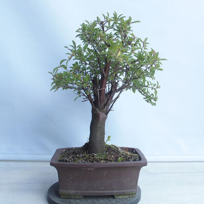 Bonsai na zewnątrz - Mahalebka - Prunus mahaleb - 3