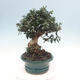 Kryte bonsai - Olea europaea sylvestris - Europejska oliwa z małych liści - 3/7