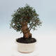 Kryte bonsai - Olea europaea sylvestris - Europejska oliwa z małych liści - 3/7