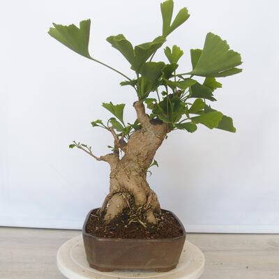 Outdoor bonsai - Jinan biloba - Ginkgo biloba - 3