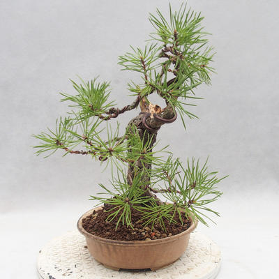 Outdoor bonsai - Pinus sylvestris - Sosna zwyczajna - 3