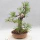 Outdoor bonsai - Pinus sylvestris - Sosna zwyczajna - 3/4