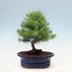Kryty bonsai-Pinus halepensis-sosna Aleppo - 3/4