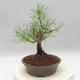 Outdoor bonsai - Pinus sylvestris - Sosna zwyczajna - 3/5