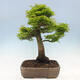 Outdoor bonsai - Acer palmatum Shishigashira - 3/7